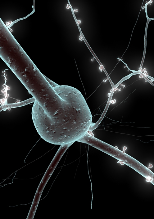 A 3D model of a neuron: reconstructed from lab data. The “sprouting” protuberances are “pre-synaptic terminals” – the points where the neuron will form connections (“synapses”) with other neurons ©EPFL/Blue Brain Project