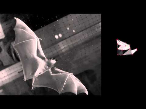 Robotic Bat Wing