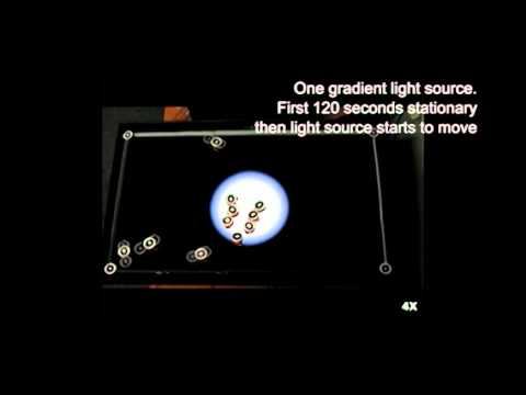 Honeybee’ robots replicate swarm behaviour
